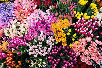 《怪物猎人崛起：曙光》盟友任务介绍 单人游玩专用任务